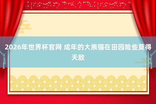 2026年世界杯官网 成年的大熊猫在田园险些莫得天敌