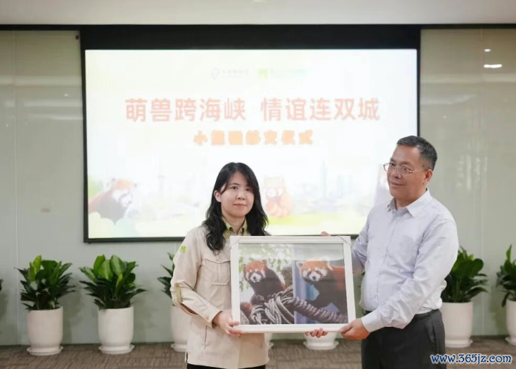 5日,在上海动物园举行的小熊猫叮咛典礼上,上海园耿直式向台北市立动物园叮咛了小熊猫的饲养府上与影像纪录,两边还互赠了牵记礼品。(沪台通微信公众号)